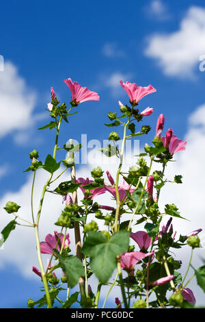 Hucknall, Nottinghamshire, UK: 02. August 2018. Forecaster ist zu sagen heißem Wetter für die nächsten Tage zurück. Bunte Sommerblumen an einem heißen Sommertag kontrastierenden gegen den blauen Himmel. Rosa Lavatera. Stockfoto