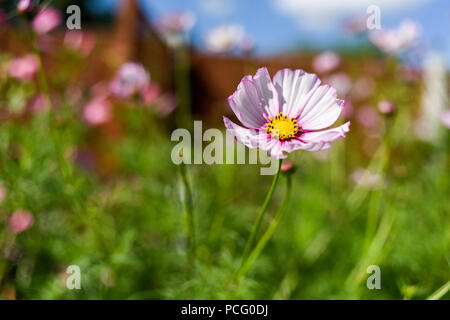 Hucknall, Nottinghamshire, Großbritannien: 02. August 2018. Forecaster sagt, dass heißes Wetter für die nächsten Tage zurückkehren wird. Bunte Sommerblumen an einem heißen Sommertag kontrastieren mit blauem Himmel. Cosmos Pink. Stockfoto