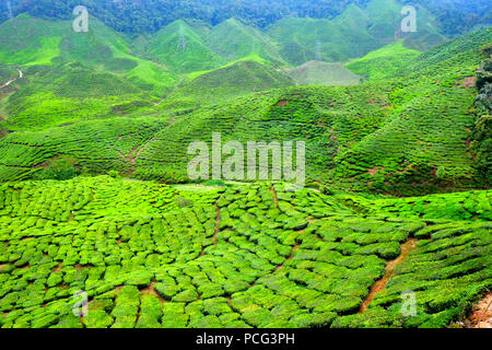 Grüne steilen Hügeln von Tee Plantage die oben auf den Hügeln von der Sonne bilden eine hellere Farbe Grün als die alle Hügel markiert sind Stockfoto