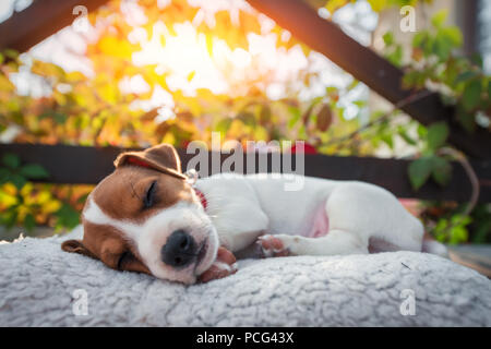 Jack Russel Terrier auf Herbst Terrasse Stockfoto