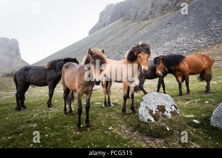 Islandpferde auf Bergen Hintergrund Stockfoto