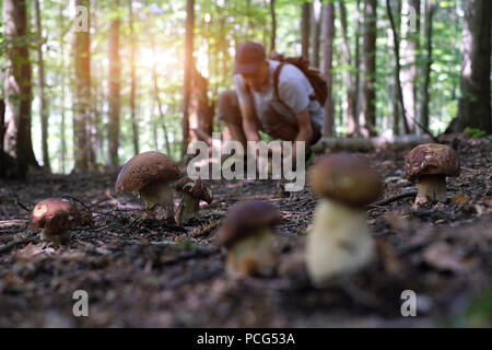 Mann sammeln Pilze Stockfoto