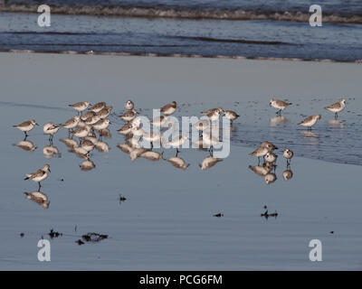 Sanderlings nach Essen suchen bei Ebbe mit schönen Reflexionen auf dem nassen Sand Stockfoto