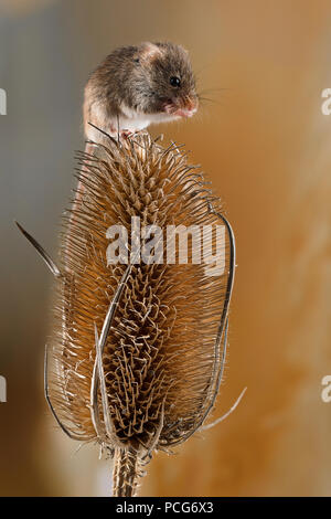 Feld Maus saß auf einer Distel Stockfoto