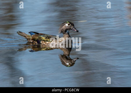 Weibliche Holz Ente (Aix sponsa) schwimmen im Wasser spiegelt. Stockfoto