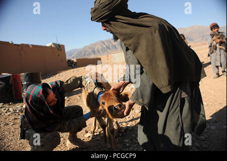 Einen Tierarzt zu kombinierten Joint Special Operations Task Force - Afghanistan angebracht, behandelt der Sick ein dorfbewohner Kalb bei einem Tierarzt Hilfsprojekt in Gizab Bezirk, Provinz Uruzgan, 07.11.30. Stockfoto