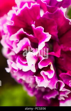 Doppel Petunia Stockfoto
