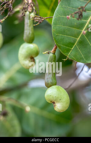 Cashew Frucht Samen (Anacardium occidentale) wächst auf einem Bauernhof in Ganta, Liberia Stockfoto