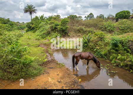 Ein kleines Pferd (Equus caballus) Getränke Wasser auf einem Bauernhof in Ganta, Liberia Stockfoto