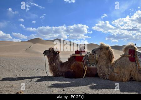 Die Kamele treffen sich in der Wüste Sand Dünen. Stockfoto