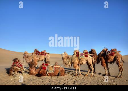 Die Kamele treffen sich in der Wüste Sand Dünen. Stockfoto