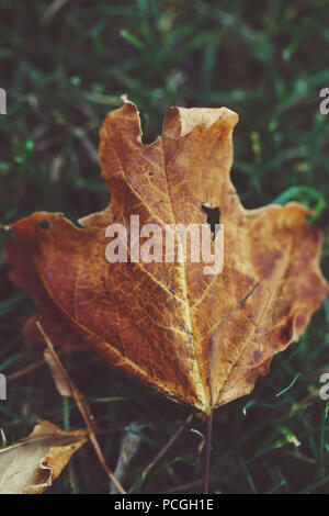 Schönen alten zerrissenen gelb orange rot herbst maple leaf auf grünem Gras Herbstsaison, makroaufnahme Blick von oben, getönt mit Retro Vintage verblasst Fil Stockfoto