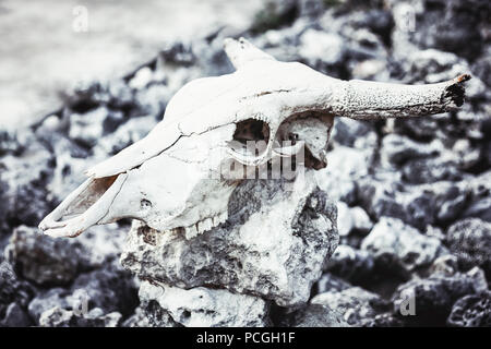 Tierischen Schädel mit Hörner auf grauen Steine Felsen grungy Hintergrund Stockfoto