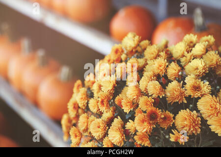 Nahaufnahme Makroaufnahme von gelben Blumen, die in der Nähe von frischen Ernte farm Kürbisse auf einem Regal, Marktplatz, Halloween und Thanksgiving Konzept. Selektive konzentrieren. T Stockfoto