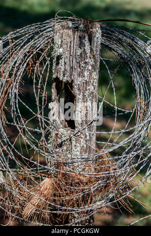 Tannennadeln verfangen in einem Gewendelten Strang der Stacheldraht auf einem zaunpfosten auf einer Weide in der Nähe von Knoxville, Tennessee. Stockfoto