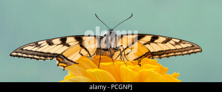 Schwalbenschwanz Schmetterling Papilio Folkestone mit Flügel über eine gelbe Ringelblume Blume ausbreiten, Vorderansicht auf einen einfachen Hintergrund. Stockfoto