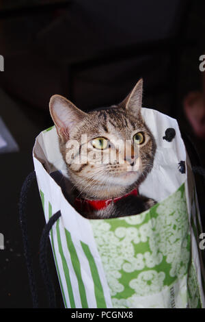 Ein niedliches tabby Kätzchen sitzt aus einem weißen und grünen gemusterten Papier Geschenkbeutel hat er in während der Wiedergabe gekrochen. Stockfoto