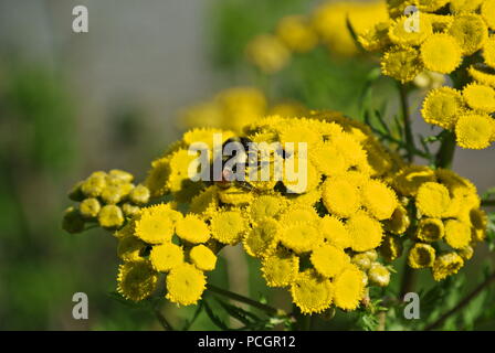 Eine Nahaufnahme eines Bombus ternarius (die orange-belted Hummel) auf eine gelbe Blume (gemeinsame Tansy, Tanacetum vulgare), New Brunswick, Kanada Stockfoto