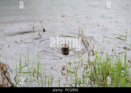 Ein otter Essen ein Fisch im Wasser an einem regnerischen Frühlingstag Stockfoto