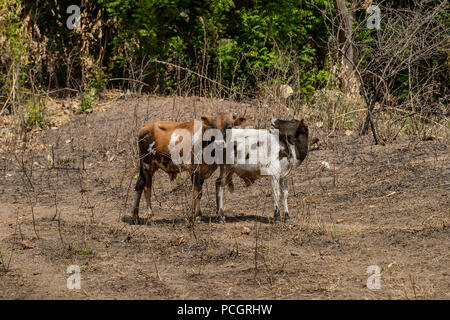 TAMBERMA VIL, TOGO - Jan 13, 2017: Unbekannter Tammari im Dorf. Tammaris sind ethnische Gruppe von Togo und Benin Stockfoto