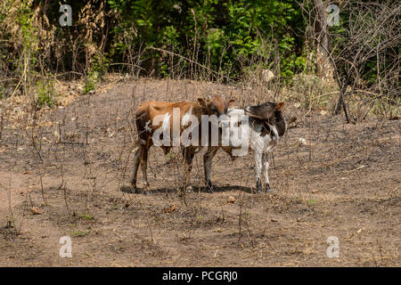 TAMBERMA VIL, TOGO - Jan 13, 2017: Unbekannter Tammari im Dorf. Tammaris sind ethnische Gruppe von Togo und Benin Stockfoto