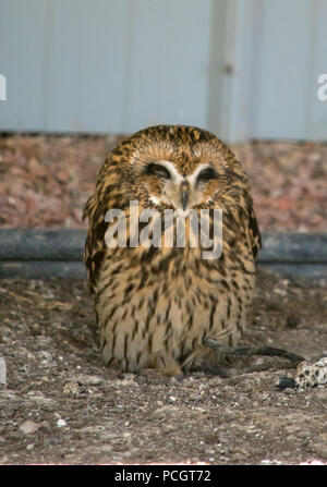 Northern Sperlingskauz (Claucidium Californicum) an der Alberta Greifvögel in Coaldale, Alberta, Kanada Stockfoto