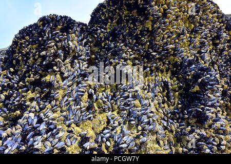 Miesmuscheln, gemeinsame Muscheln, auf einige Felsen an Bedruthan Steps, Cornwall, England, Großbritannien Stockfoto