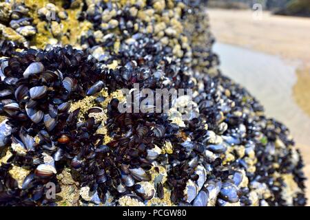 Miesmuscheln, gemeinsame Muscheln, auf einige Felsen an Bedruthan Steps, Cornwall, England, Großbritannien Stockfoto