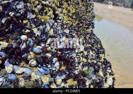 Miesmuscheln, gemeinsame Muscheln, auf einige Felsen an Bedruthan Steps, Cornwall, England, Großbritannien Stockfoto