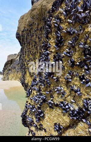 Miesmuscheln, gemeinsame Muscheln, auf einige Felsen an Bedruthan Steps, Cornwall, England, Großbritannien Stockfoto