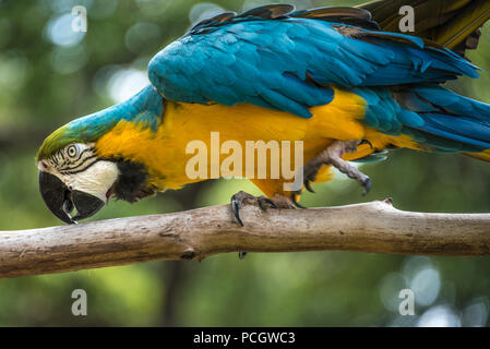 Eine lebendige Blau-gelbe Ara (auch als Blau und Gold macaw bekannt) im St. Augustine Alligator Farm Tierpark in St. Augustine, FL. (USA) Stockfoto