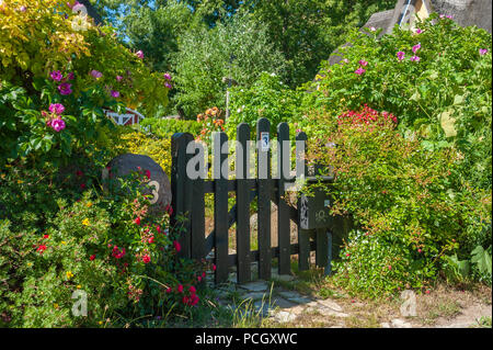 Garten Tür mit Rosen auf Kap Arkona, Putgarten, Rügen, Mecklenburg-Vorpommern, Deutschland, Europa Stockfoto