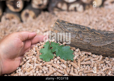 Junge Eiche in einem Haufen von Pellets - erneuerbare Materialien Stockfoto