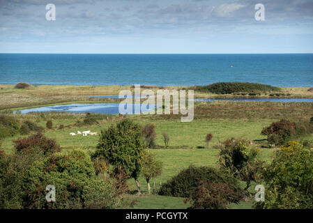 Marsh von Ver-sur-Mer (Normandie, Frankreich). Stockfoto