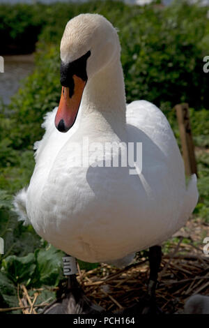 Nahaufnahme der Höckerschwan Cygnus olor Abbotsbury Swannery Dorset Stockfoto