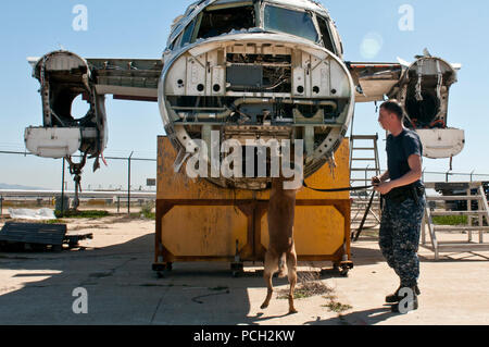 SAN DIEGO (Feb. 25, 2013) Master-at-Arms Seaman Apprentice Randy Tallman, zum Kommandanten zugewiesen, Marine Region Südwest, folgt einer militärischen arbeiten Hund während einer explosivstoffabfragung Training. Stockfoto