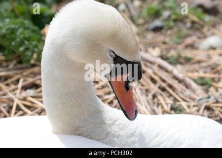 Nahaufnahme der Leiter der Höckerschwan Cygnus olor Abbotsbury Swannery Dorset Stockfoto