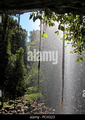 Hinter Crystal Dusche fällt auf die wonga, Dorrigo Nationalpark, Weltkulturerbe, New South Wales, Australien Stockfoto
