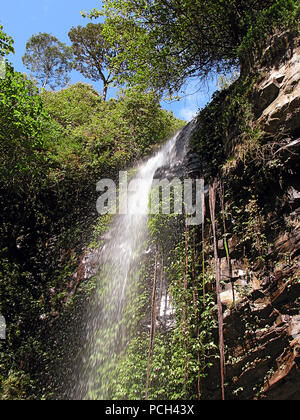 Ziemlich Crystal Dusche fällt, Dorrigo Nationalpark, Weltkulturerbe site, New South Wales, Australien Stockfoto