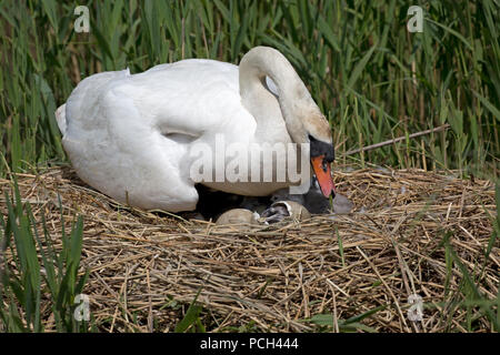 Höckerschwan Cygnus olor auf Nest mit Eiern und cygnets Abbotsbury Swannery Dorset Stockfoto