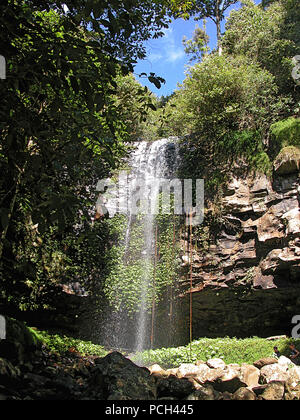Ziemlich Crystal Dusche fällt, Dorrigo Nationalpark, Weltkulturerbe site, New South Wales, Australien Stockfoto