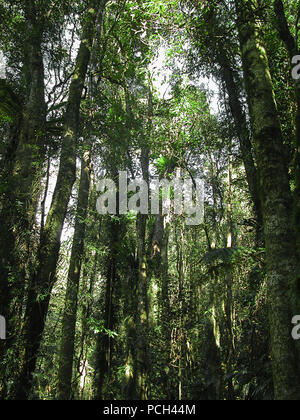 Dorrigo Nationalpark, Weltkulturerbe site, New South Wales, Australien: Gehen Sie in das Vordach entlang der Wonga Stockfoto