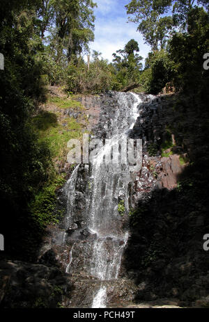 Tristania fällt auf die wonga, Dorrigo Nationalpark, NSW, Australien Stockfoto