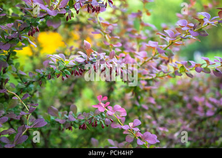 Berberitze in einem Garten rote Beeren auf grüne Blätter Stockfoto