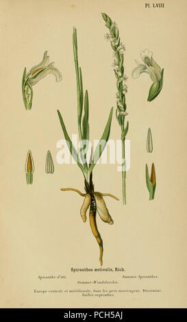 Album des orchidées de l'Europe centrale et septentrionale (PL. LVIII) Stockfoto