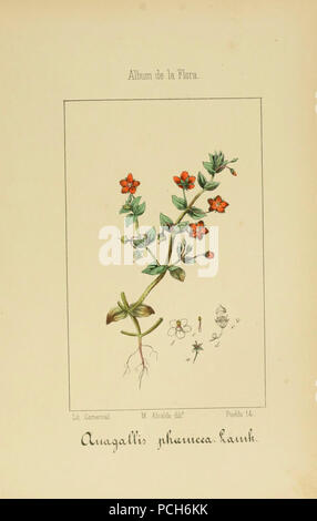 Album de la Flora médico-farmacéutica é Industrie-, Indígena y exótica (PL. 93) Stockfoto