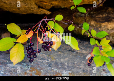 Wild Western Chokecherry zwischen den Felsen, Gateway Mesa Open Space Park, Colorado, USA. Stockfoto