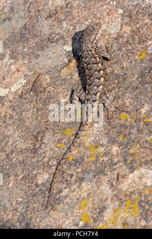 Plateau Lizard (Sceloporus undulatus), Gateway Mesa Open Space Park, ruht auf Flechten bedeckt Rock, Castle Rock Colorado USA. Stockfoto