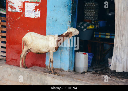Eine neugierige Ziege ist auf der Suche durch die offene Tür im Store in Yoff, Dakar, Senegal. Stockfoto