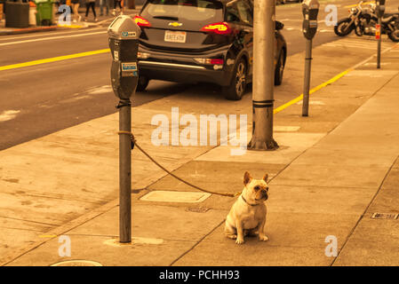 Eine Französische Bulldogge an der Leine durch die Parkuhr, San Francisco, Kalifornien, USA. Stockfoto